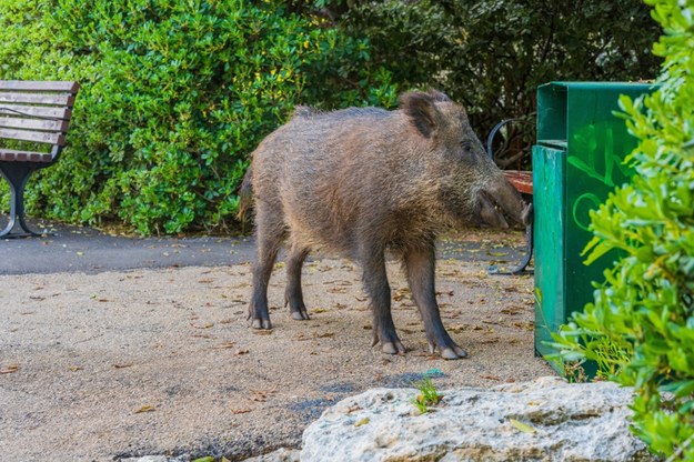 Dzik przy pojemniku na odpady /Shutterstock