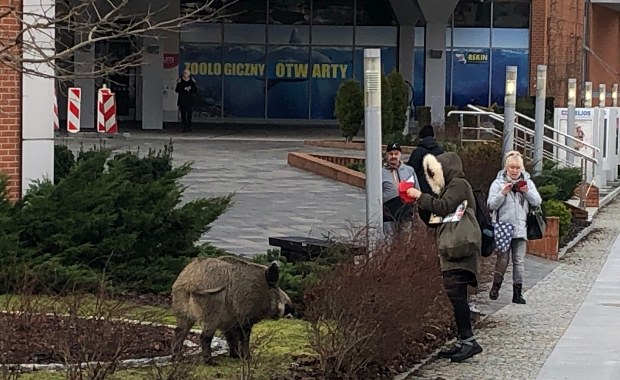 Dzik spacerował po centrum Olsztyna [FILM]