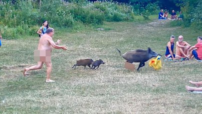 Dzik ukradł nudyście torbę z laptopem. "Natura kontratakuje!"