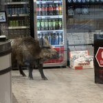 Dzik wtargnął do centrum handlowego. Pracownicy zoo i policja w akcji