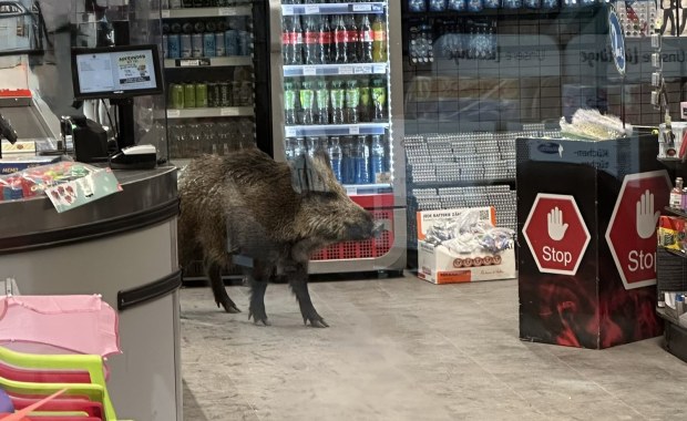 Dzik wtargnął do centrum handlowego. Pracownicy zoo i policja w akcji