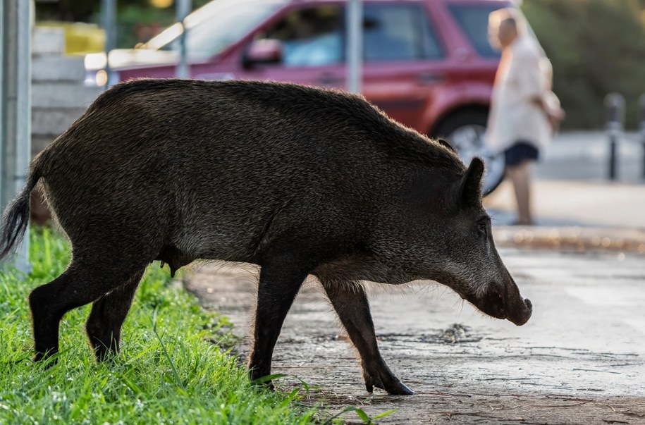 Dzik wyskoczył na drogę, kierowca dachował. Przełomowy wyrok sądu