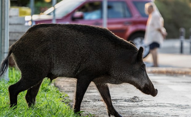Dzik wyskoczył na drogę, kierowca dachował. Przełomowy wyrok sądu