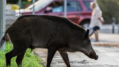 Dzik wyskoczył na drogę, kierowca dachował. Przełomowy wyrok sądu