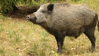 Dzik z minizoo śmiertelnie zranił kobietę. Dziś przesłuchanie właścicieli