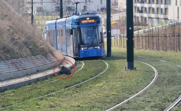 Dzik zablokował tramwaje w Krakowie. Niecodzienna sytuacja 