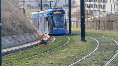 Dzik zablokował tramwaje w Krakowie. Niecodzienna sytuacja 