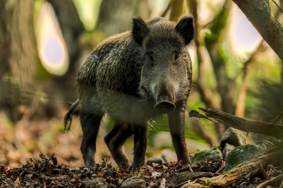 Dzik (zdjęcie poglądowe) /Shutterstock