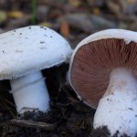 grzyby jadalne Dzika krewna pieczarki hodowlanej. Ceniona za intensywniejszy smak