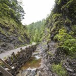 Dolina Białego Dzika przyroda blisko centrum Zakopanego. Idealna trasa na rodzinną wędrówkę