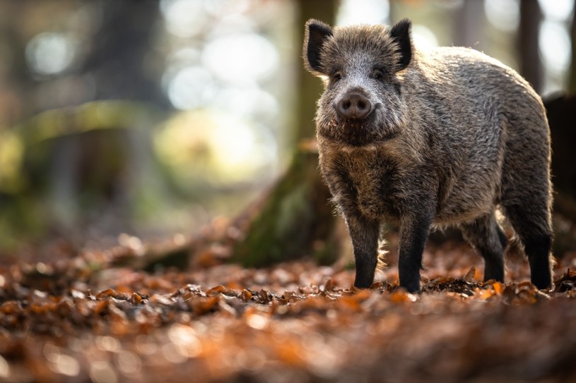 Dziki coraz częściej pojawiają się w polskich miastach. Czy na pewno są tak groźne i szkodliwe jak się wydaje? /123RF/PICSEL