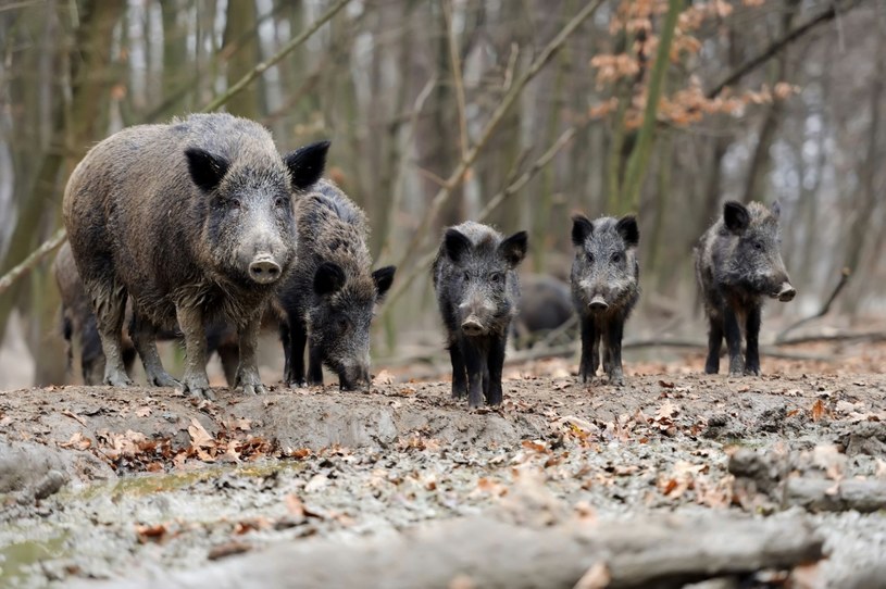 Dziki coraz częściej z lasów wędrują w stronę miast. Aglomeracje są bardziej przewidywalne i bogatsze w pożywienie /123RF/PICSEL