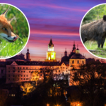 Dziki i listy mogą być nowym symbolem polskich miast. Jest ich tu coraz więcej