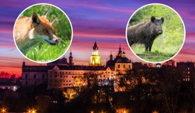 Dziki i listy mogą być nowym symbolem polskich miast. Jest ich tu coraz więcej