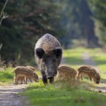 Dziki i niedźwiedzie na dnie morza w Europie. Nowe odkrycie
