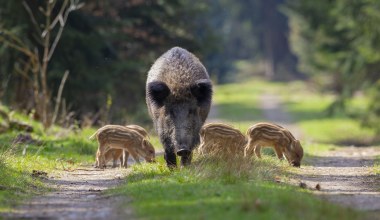 Dziki i niedźwiedzie na dnie morza w Europie. Nowe odkrycie