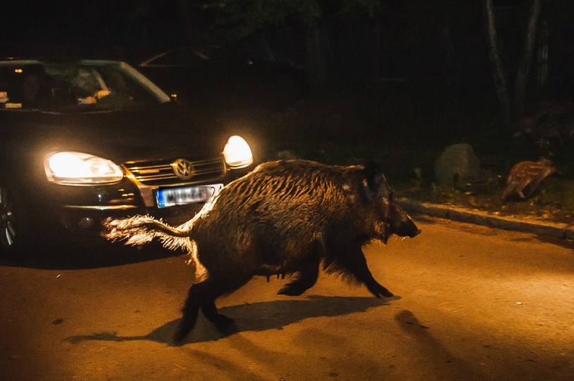 Dziki na drodze mogą stanowić problem (fot. ilustracyjne) /Karol Makurat /Reporter