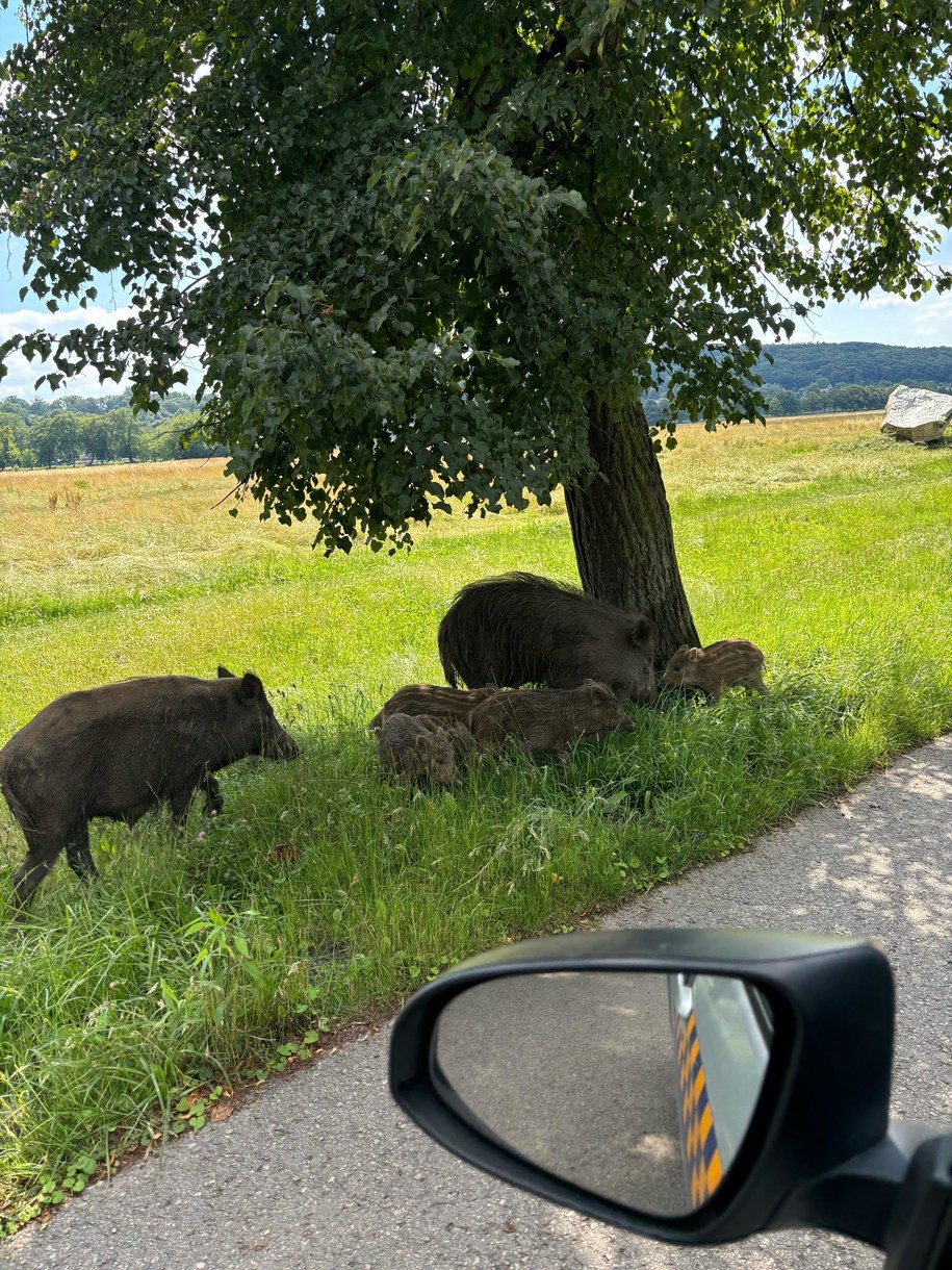 Dziki na krakowskich Błoniach /Straż Miejska