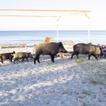 Dziki na plaży. Niecodzienne spotkania w Międzyzdrojach FILM