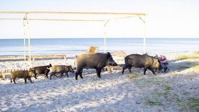 Dziki na plaży. Niecodzienne spotkania w Międzyzdrojach FILM