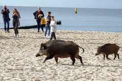 Dziki na plaży w Międzyzdrojach