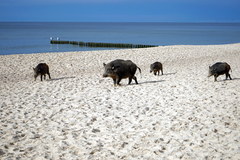 Dziki na plaży w Międzyzdrojach