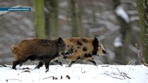 Dziki niczym krowy. One też mogą być łaciate