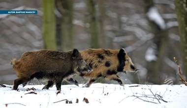 Dziki niczym krowy. One też mogą być łaciate