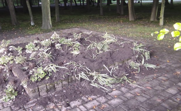 Dziki niszczą katowickie parki. ZZM apeluje, by nie zostawiać jedzenia