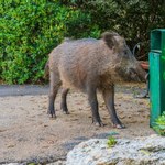 Dziki panoszą się w Dąbrowie Górniczej