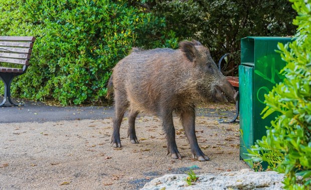 Dziki panoszą się w Dąbrowie Górniczej