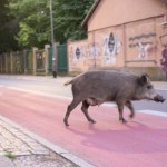 Dziki podchodzą pod domy. Polskie miasto rozdaje specjalny płyn