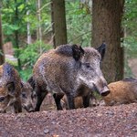Dziki problem albo "podrzucanie świni". Radni w Krakowie przyjęli rezolucję