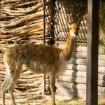 Dziki przodek alpaki w stolicy. To zwierzęta, które nie ufają ludziom