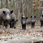 Dziki rozbiły gang narkotykowy. Zjadły cały towar