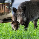 Film (1954)[The Wild One] Reż.László Benedek