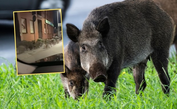 Dziki sieją postrach w centrum Limanowej. WIDEO