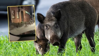 Dziki sieją postrach w centrum Limanowej. WIDEO
