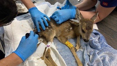 Dziki SOR powstanie w Poznaniu