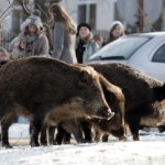 "Dziki uczą się w miastach błyskawicznie. Znają rozkłady jazdy"
