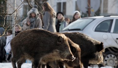 "Dziki uczą się w miastach błyskawicznie. Znają rozkłady jazdy"