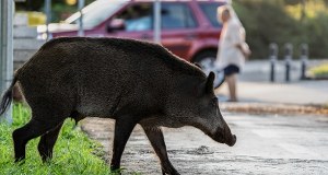 Dziki uśmiercone między blokami w Warszawie. "Przepraszamy"