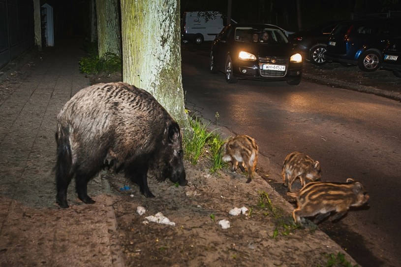 Dziki wchodzą na tereny wielu polskich miast (fot. ilustracyjne) /Karol Makurat /Reporter