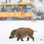 Warszawa Dziki zagrażają przedszkolakom. Sytuacja jest poważna, interweniuje RPO