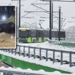 Dziki zatrzymały tramwaje w Olsztynie. Miały dobry powód