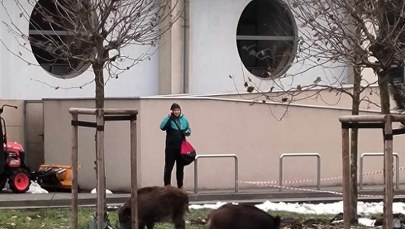 Dziki znowu odwiedziły centrum Krakowa 