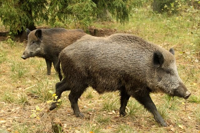 Dziki /Tomasz Waszczuk /PAP