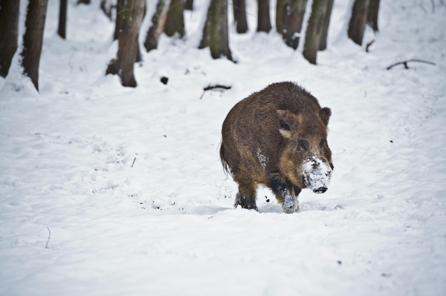 Dziki /Wojciech Pacewicz /PAP