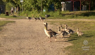 Dzikie gęsi zmieniły się w miejskie. Zaczęły lgnąć do ludzi