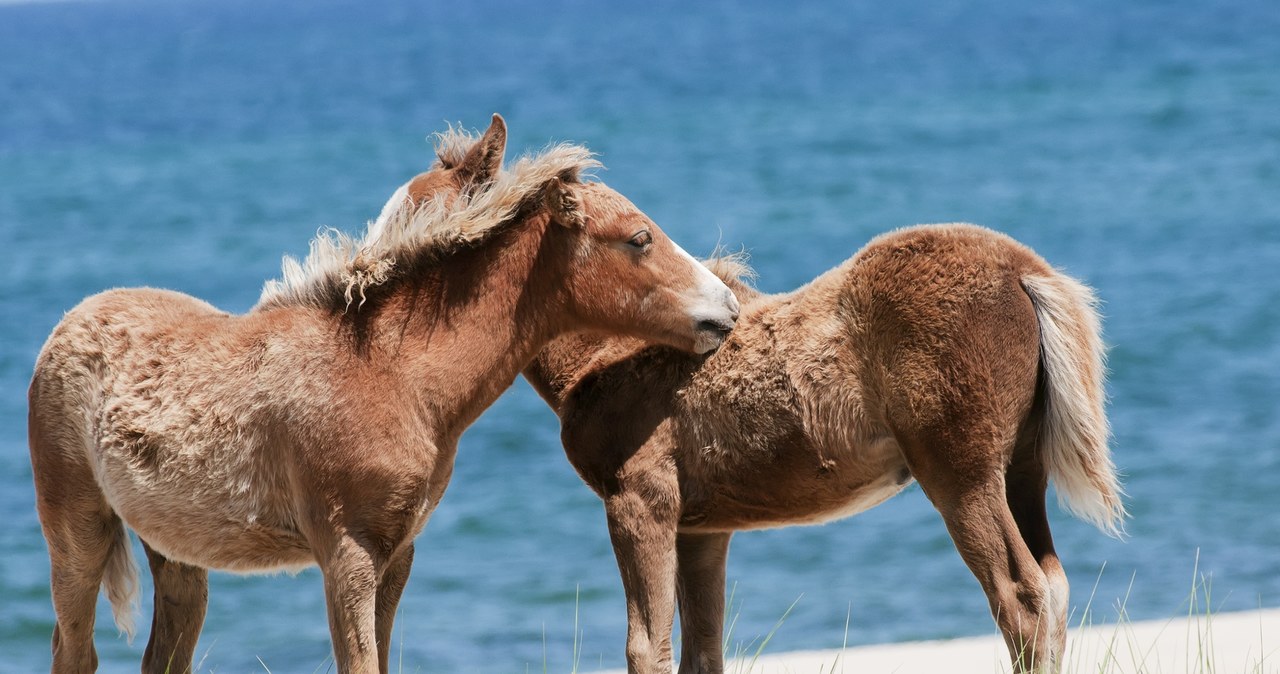 Dzikie konie to niezwykli mieszkańcy wyspy Sable. To również wizytówka tego wyjątkowego miejsca na Oceanie Atlantyckim. /East News